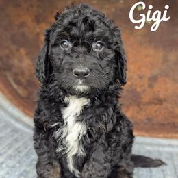 Gigi - Tri-color female Bernedoodle puppy in Lancaster, Minnesota from Richardville Hunde