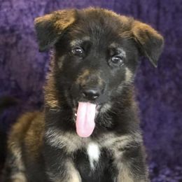 German Shepherds from Buchholz