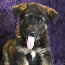 German Shepherds from Buchholz