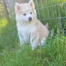 Willow - Merle female Pomsky puppy in Coos Bay, Oregon from Ocean View Pomskies