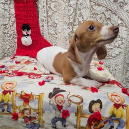 Jewel - Red female Dachshund puppy in Cherry Tree, Oklahoma from Peavine Creek Dachshunds