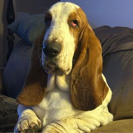 Ruckus - Basset Hound