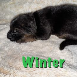 Winter - Black and red female German Shepherd puppy in Graham, Washington from Wildeflecken Shepherds