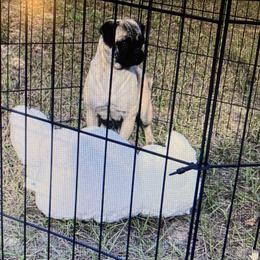 Amy - Pug