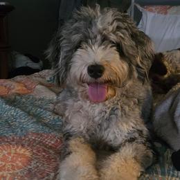 Bernie - Bernedoodle