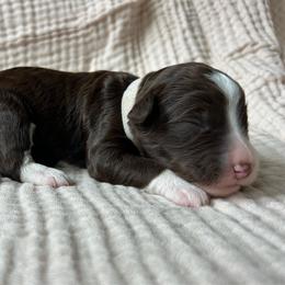 White Girl - Brown female Double Doodle puppy in Huntsville, Alabama from Winchester Doodles