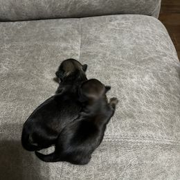 Shih Tzu Puppies from Myers Country Pups