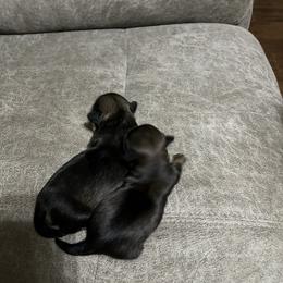 Shih Tzu Puppies from Myers Country Pups