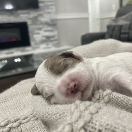 Cockapoo Puppies from Doodle Corner