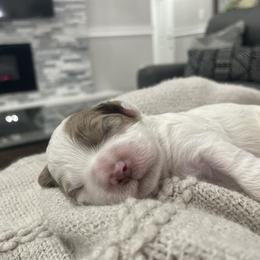 Cockapoo Puppies from Doodle Corner