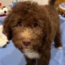 CUPCAKE - Chocolate female Goldendoodle puppy in Maricopa, Arizona from AZ Designer Goldendoodles