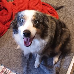Blue - Blue merle female Miniature Australian Shepherd puppy in Greensboro, North Carolina from Mike & Josh Mini & Toy Aussies