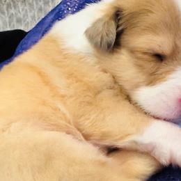 Boy 4 - Scottish Collie puppy in Rapid City, South Dakota from Sundance Scottish-Colleys