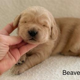 Beavercreek- green collar - Golden male Golden Retriever puppy in Colorado Springs, Colorado from Mercy Mountain Bernedoodles