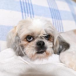 Effie - Gold and white female Shih Tzu puppy in Montrose, Colorado from Nana's Happy Pups