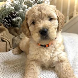 Orange - Apricot female Goldendoodle puppy in Newnan, Georgia from Old Line Doodles