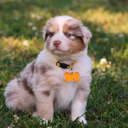 Stevie look for my video - Red merle female Australian Shepherd puppy in Cookeville, Tennessee from Spring Creek Aussies