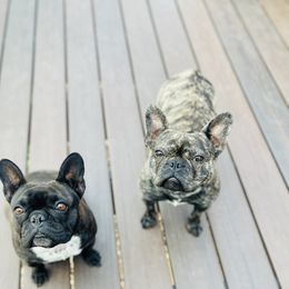Pepper - French Bulldog