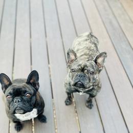 Pepper - French Bulldog