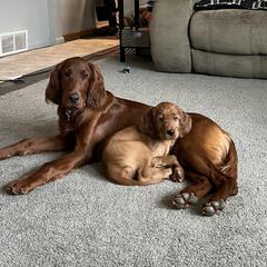 Irish Setter Puppies from Ol' Red Ranch
