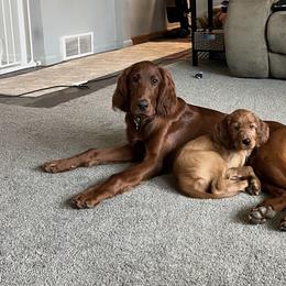 Irish Setter Puppies from Ol' Red Ranch
