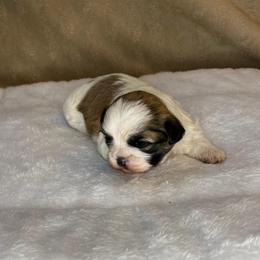 Lainey - Tricolor female Shih Tzu puppy in Reading, Michigan from You Little Shih-tzu’s 😊