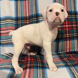 Cosmo - White male Boxer puppy in Purdy, Missouri from Shotgun Pups