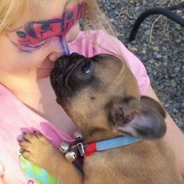 French Bulldog Puppies from Ginny's Frenchie's