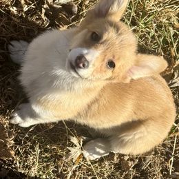 Amber - Red female Pembroke Welsh Corgi puppy in Marshall, Missouri from The King’s Corgis