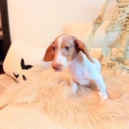 Faye - Dapple female Dachshund puppy in Washburn, Tennessee from Clinch Mountain Dachshunds