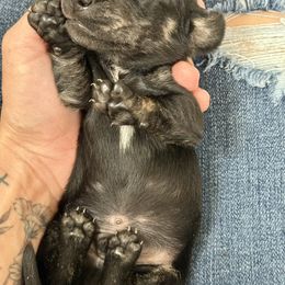 Male 2 - Black and cream male Dachshund puppy in El Campo, Texas from Creamer Creek Kennel