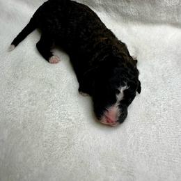 Sable - Sable male Bernedoodle puppy in Holt, Missouri from Mindys Doodles