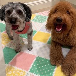 Goldendoodle puppies from The Coastal Homestead