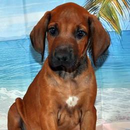Big beautiful female - Wheaten female Rhodesian Ridgeback puppy in Bronson, Florida from Chioke Rhodesians