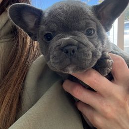 Bulldog and French Bulldog Puppies from Midwest Monster Made Bulldogs