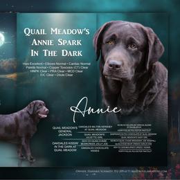 Annie - Chocolate female Labrador Retriever puppy in Dunnellon, Texas from Belle Rose Labradors