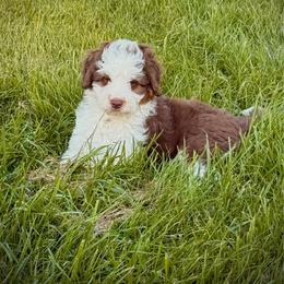 Buckaroo - Red tri-color male Aussiedoodle puppy in Ohio from Holley Doodles