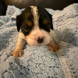 Bruce - Tri-color male Cavalier King Charles Spaniel puppy in Athens, Georgia from Sandy Cross Kennels
