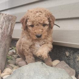 Isaac - Apricot male Labradoodle puppy in Fostoria, Michigan from North Country Kennel Club