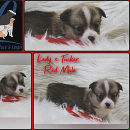 Red Male - White and red male Pembroke Welsh Corgi puppy in Wayne City, Illinois from Lash Livestock & Corgis