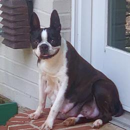 Monroe - Boston Terrier