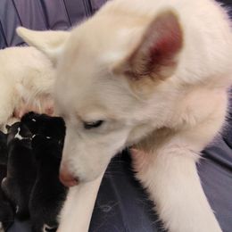 Girl 4 - Black and white female Siberian Husky puppy in Coatesville, Pennsylvania from Amore Puppies