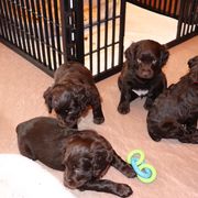 Boykin Spaniel Puppies from 3 & 20 Kennel