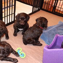 Boykin Spaniel Puppies from 3 & 20 Kennel