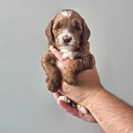 Basil- orange - Red  male Goldendoodle puppy in South Jordan, Utah from Lucky Doodle Pups