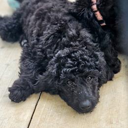 Reba - Black female Double Doodle puppy in Jeddo, Michigan from Bert's Doodles