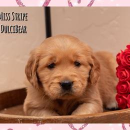 DulciBear - Dark golden female Golden Retriever puppy in Driggs, Idaho from SK Golden Retrievers