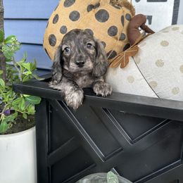 Puppy 1 - Brindle male Dachshund puppy in Bryan, Ohio from Wysteria Hill Doxies