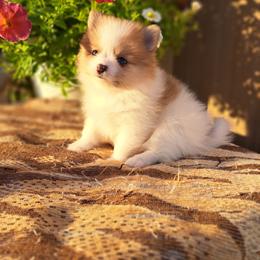 Pomeranian Puppies from Tonia's Pomeranians