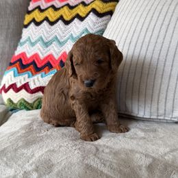 Copper - Red  male Goldendoodle puppy in Fayetteville, Arkansas from Mountain Grove Doodles